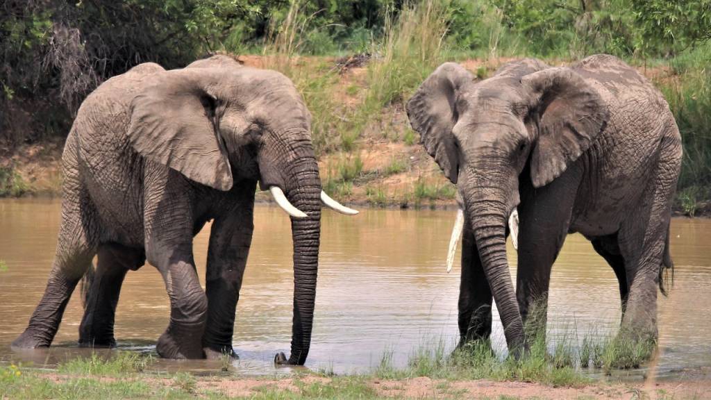 Rencontre avec les Big Five pendant la grande traversée du Masai Mara