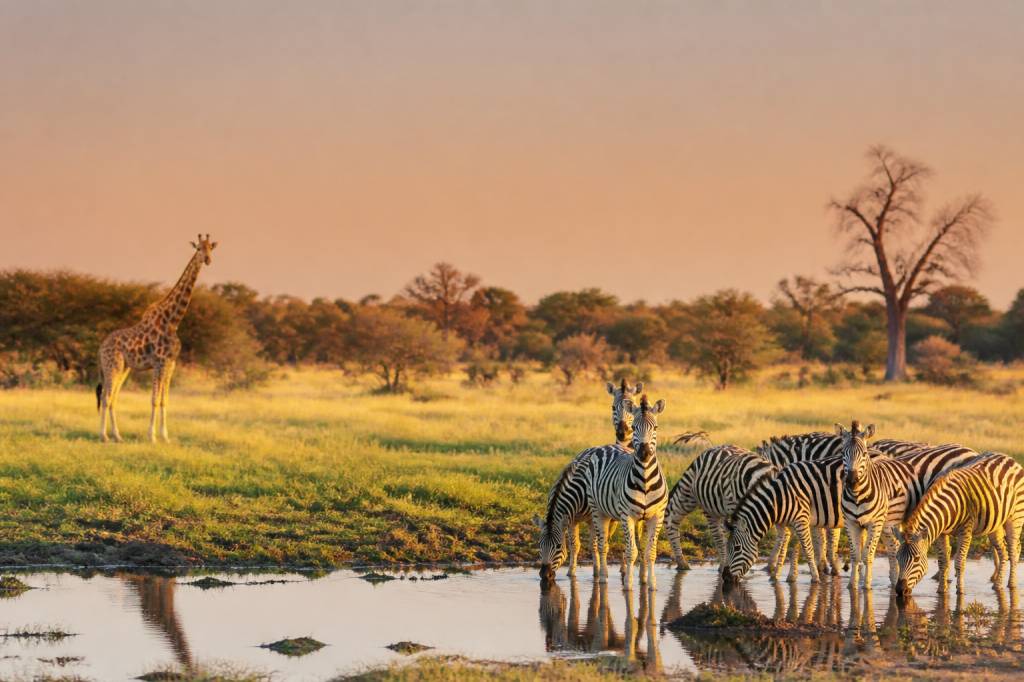 Hors pistes botswana : explorer les plus beaux paysages sauvages